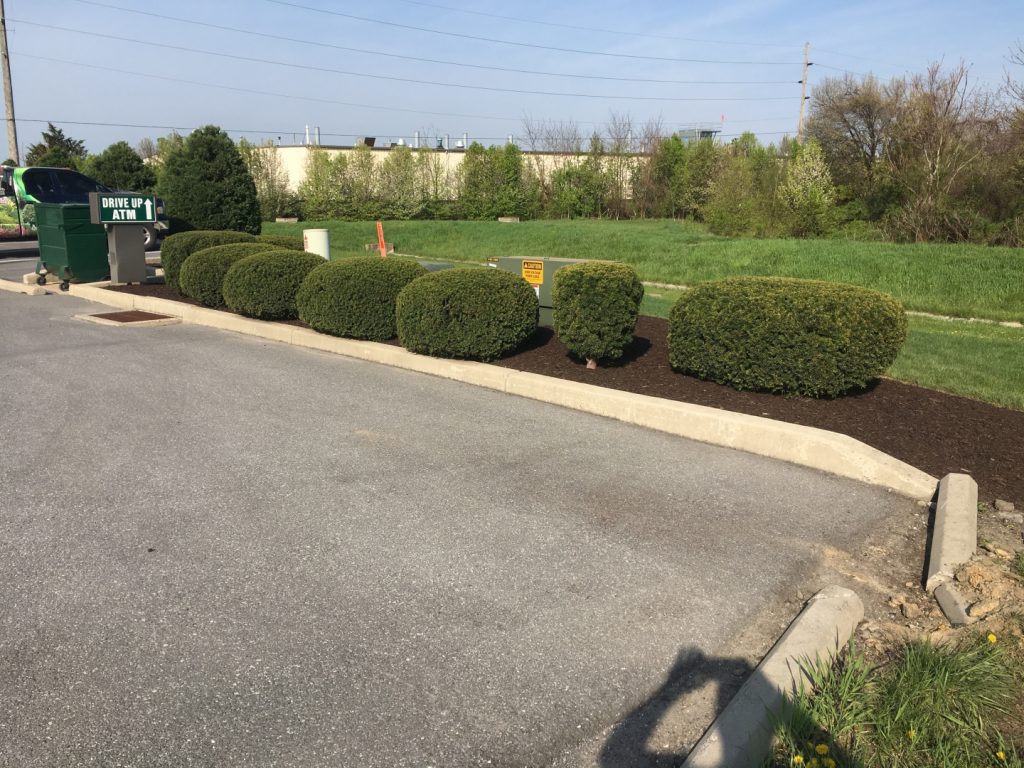 Tree and Shrub Maintenance Hornbaker's Landscaping