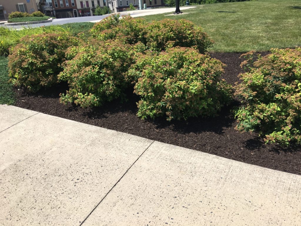 Mulched landscaping bed with rounded green shrubs beside a concrete sidewalk and grassy lawn on a sunny day