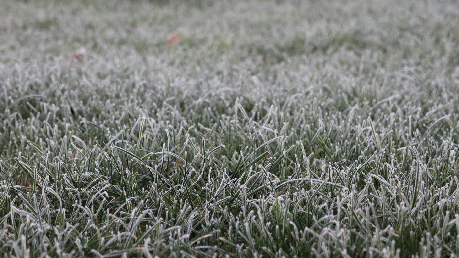How to Revive Your Lawn After a Harsh PA Winter