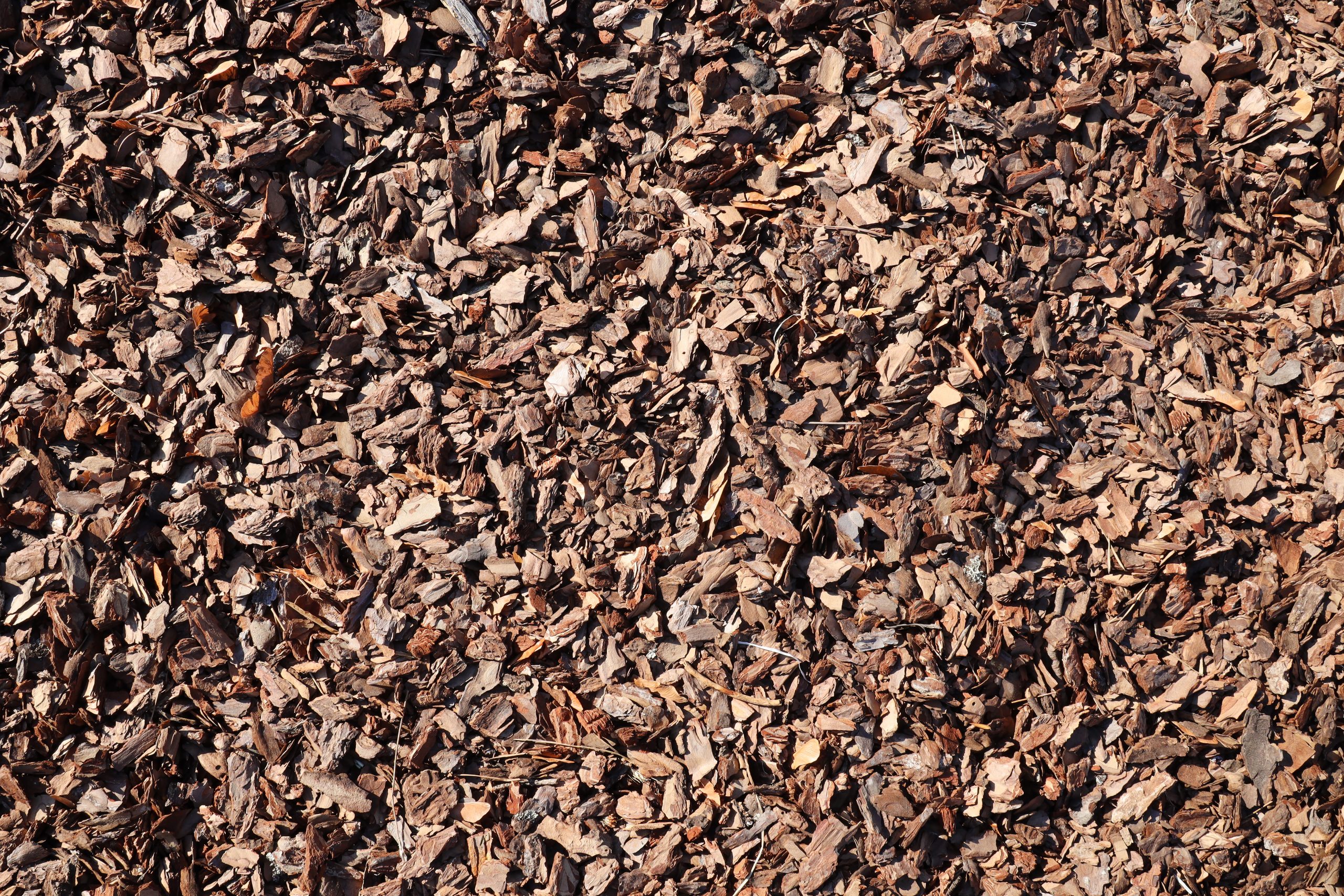 Full-frame close-up of brown birch bark mulch and wood chips, rough textured ground cover for gardening and landscaping
